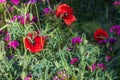 A field of bright red wild poppies on a summer green meadow. Royalty Free Stock Photo