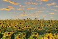 A field of bright sunflowers, blue sky with yellow clouds Royalty Free Stock Photo