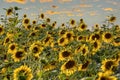 A field of bright sunflowers, blue sky with yellow clouds Royalty Free Stock Photo