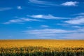 Field of Bright Sunflowers Horizontal