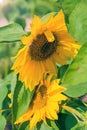 Field of bright sunflowers in summer in August in Moscow