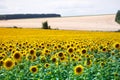 A field with bright yellow blooming sunflowers and hills with fields of wheat against a blue sky Royalty Free Stock Photo