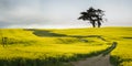 Field of bright yellow canola flowers with big trees on the hilltop. Canterbury, New Zealand