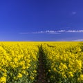 Bright yellow rape seed canola under deep blue skies and a Dutch barn in deepest Dorset Royalty Free Stock Photo