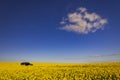 Bright yellow rape seed canola under deep blue skies and a Dutch barn in deepest Dorset Royalty Free Stock Photo