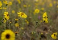 Field of Bright Yellow Common Madia Blooms In Summer Royalty Free Stock Photo