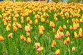 Field of bright yellow tulips and green leafs. Flower background Royalty Free Stock Photo