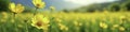 Field of bright yellow flowers swaying in the wind, campo, verde Royalty Free Stock Photo