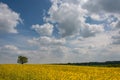 Rapseed oil field with dramtatic blue cloudy sky and single oak tree Royalty Free Stock Photo