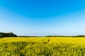Field of bright yellow rapeseed and clear blue sky. Landscape scenery in rural environment on a sunny day Royalty Free Stock Photo