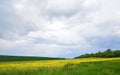 Field of bright yellow rapeseed in spring. Rapeseed Brassica napus oil seed Royalty Free Stock Photo