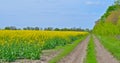 Field of bright yellow rapeseed in summer.