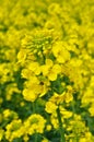 Field of bright yellow rapeseed in summer.