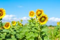 A field of bright yellow sunflowers lit by morning sun with blue Royalty Free Stock Photo