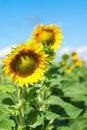 A field of bright yellow sunflowers lit by morning sun with blue Royalty Free Stock Photo