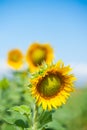 A field of bright yellow sunflowers lit by morning sun with blue Royalty Free Stock Photo