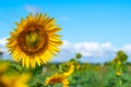 A field of bright yellow sunflowers lit by morning sun with blue Royalty Free Stock Photo