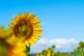 A field of bright yellow sunflowers lit by morning sun with blue Royalty Free Stock Photo