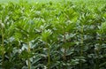 Field of broad beans