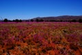 Field of Broad-Leaf Parakeelya flowers in the Australian Desert