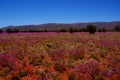 Field of Broad-Leaf Parakeelya flowers in the Australian Desert