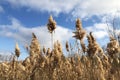 Field of brown pampas grass Cortaderia selloana in sunny day, blue sky with clouds. Royalty Free Stock Photo