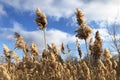 Field of brown pampas grass in sunny day, blue sky with clouds. Royalty Free Stock Photo