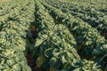Field with brussels sprouts brassica oleracea Royalty Free Stock Photo