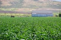 Field of Brussels sprouts plants Royalty Free Stock Photo