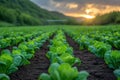 Field of Brussels sprouts seedlings Royalty Free Stock Photo