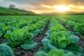 Field of Brussels sprouts seedlings Royalty Free Stock Photo