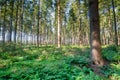 field with Buckler fern, Dryopteris dilatata, + Narrow Buckler fern, Dryopteris carthusiana Royalty Free Stock Photo