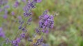 The field bumblebee collecting sweet nectar on a lavender