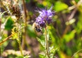 A field bumblebee sits on a Phacelia tanacetifolia and collects nectar