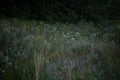 a field with a bunch of tall grass and flowers Royalty Free Stock Photo