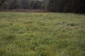 a field with a bunch of trees and grass Royalty Free Stock Photo