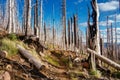 Field of burned dead conifer trees with hollow branches in beautiful old forest after devastating wildfire in Oregon, with beautif