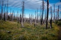 Field of burned dead conifer trees with hollow branches in beautiful old forest after devastating wildfire in Oregon