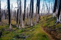 Field of burned dead conifer trees with hollow branches in beautiful old forest after devastating wildfire in Oregon