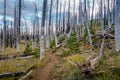 Field of burned dead conifer trees with hollow branches in beautiful old forest after devastating wildfire in Oregon, with beautif