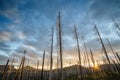 Field of burned dead conifer trees with hollow branches in beautiful old forest after devastating wildfire in Oregon