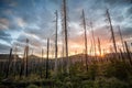 Field of burned dead conifer trees with hollow branches in beautiful old forest after devastating wildfire in Oregon