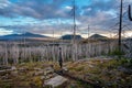 Field of burned dead conifer trees with hollow branches in beautiful old forest after devastating wildfire in Oregon