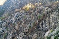 Field of burnt trees after arizona wild fire in the dry season with dead stumps and plants on side of hill or ravine