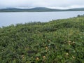 Field with bushes of ripe orange yellow cloudberries, Rubus chamaemorus growing at shore of Gieddavvre artic lake in