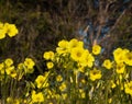 Field of buttercup flowers