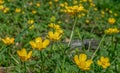 Field of Buttercup ,Ranunculus acris, meadow buttercup, tall buttercup, common buttercup, giant buttercup