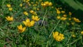Field of Buttercup ,Ranunculus acris, meadow buttercup, tall buttercup, common buttercup, giant buttercup