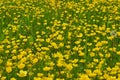 Field of buttercups Royalty Free Stock Photo