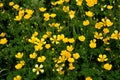 Field of buttercups Royalty Free Stock Photo